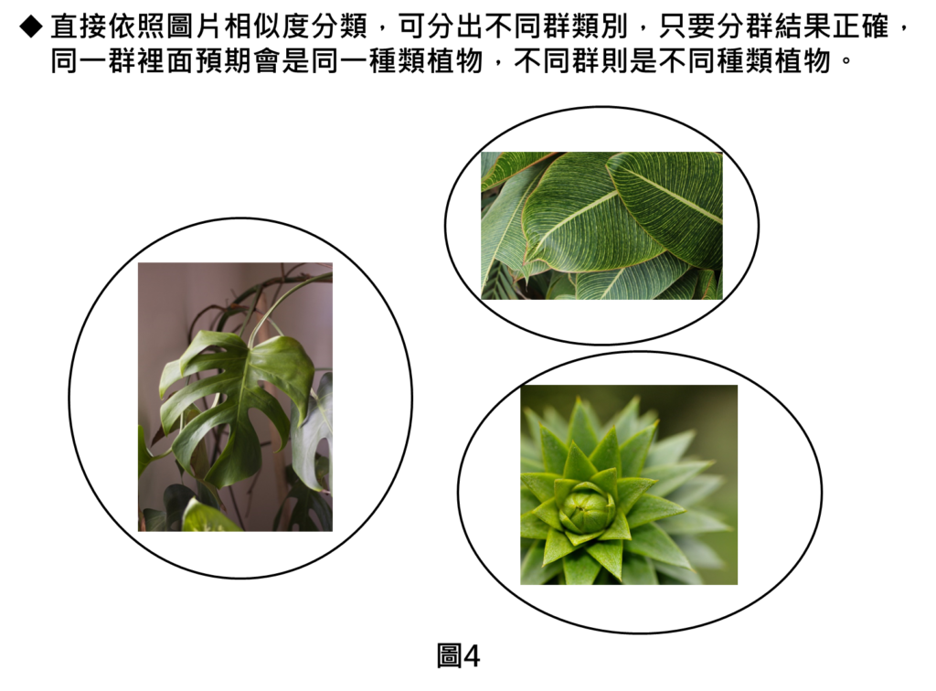 直接依照圖片相似度分類，可分出不同群類別，只要分群結果正確，同一群裡面預期會是同一種類植物，不同群則是不同種類植物。
