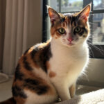 Copilot登入使用教學